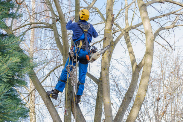 How Our Tree Care Process Works  in  Lancaster, CA